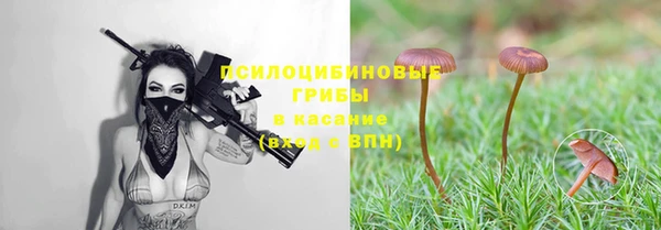 сатива Арсеньев